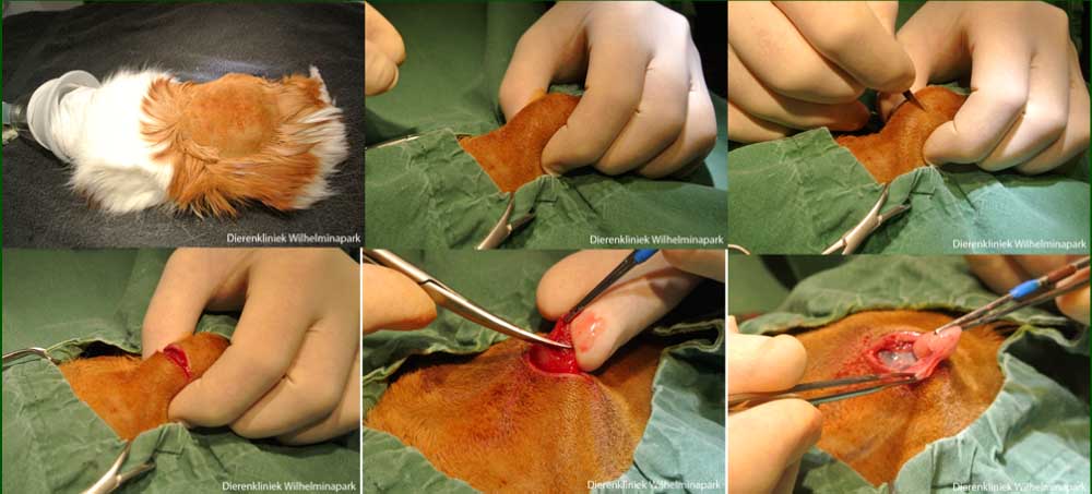 Een OVE via een flanksnede bij een cavia met cysteuze ovaria